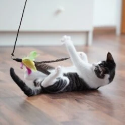 Schlitzohr Katzenangel Federanhänger 5x -Haustier Angebote Store 11ed2d225658009b8abd2f7334a71527c7d32c64 1484675 de DE 2194cc6dae193c9b0d821763f83834cddf74faa5Q2fI5o