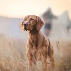 REAL NATURE Senior Lamm & Kalb 6x800 G -Haustier Angebote Store 2a7e6cb20be89e03efc3fb044f52385d1267f3cd 1314110 de DE Real Nature Original Dog bild 1