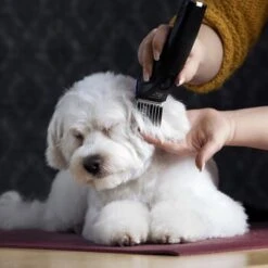 Moser Schermaschine Arco Pro 17 Moser Schermaschine Arco Pro -Haustier Angebote Store 365e29754c538dcc259069da0cc9793e69d0b654 8ffdd5bc19f3a136ec865d6030d040722a7ad1c3