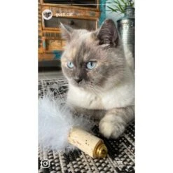 Kater Kasimir Deluxe Set Mit 9 Beliebten Katzenspielzeugen Aus Naturmaterial Und Handgemachtem CATDAD Armband -Haustier Angebote Store 4d777484de5457a02028f595b53fdb1b69e309d7 1408151 de DE 911e17a5e45692f3789ac8bc9aee946048898d74SkrQo3