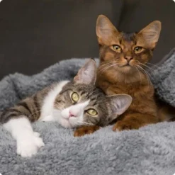 SELECT GOLD Senior +12 Geflügel Mit Reis 3 Kg -Haustier Angebote Store 536de371626fbac7381fe51ce63607aedfae0cd8 1099803 de DE 4 Select Gold Cat 6