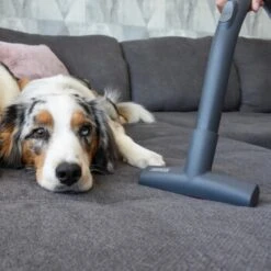 THOMAS Perfect Air Animal Pure -Haustier Angebote Store 603137fb8b3080096fe34bb0ce0b35713a0081ec 1406731 de DE 61ffd08a4c243aaa506c87a5b11107f7ffeaf308tEO6cw