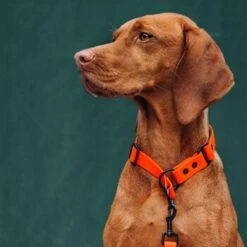 THE DOG IDEA Zugstopp Halsband Orange XS -Haustier Angebote Store 62de472ef4f84b543f9cc874509c065974c9a3f3 1499712 de DE c446216eff523beabc9fab65b02eb3962b4715b4wUrpDL