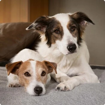 SELECT GOLD Sensitive Senior Huhn & Reis 6x400 G 3 SELECT GOLD Sensitive Senior Huhn & Reis 6x400 G – Bild 3