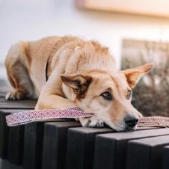 THE DOG IDEA Boho-Chic Hundeleine June 1,2 M -Haustier Angebote Store 803101f3242a39efaaa93e667a4c0ccc0534c558 1662738 de DE 9ae6d8cc0853bff05aacc9fa71108f2141b94818Xy2XA2