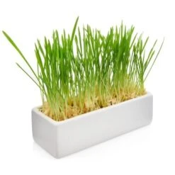 Canadian Cat Company Futterbar Cat Diner -Haustier Angebote Store 826fd086574d64d46c2802167da1bfdae7b147ec 1345694 de DE b3d7c26a7588f99653da66172f4236f4bcef6045zlgKlp