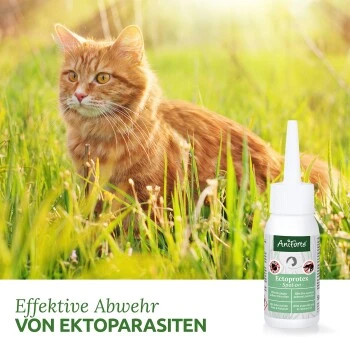 Aniforte Spot-on Für Katzen Ectoprotex 2 Aniforte Spot-on Für Katzen Ectoprotex – Bild 2
