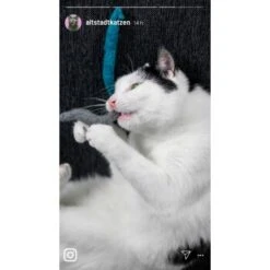 Kater Kasimir 3 Handgerollte Filzwürmchen Aus Schurwolle + 1 Mini-Flasche Katzenminze-Spray -Haustier Angebote Store 9f7ff512709dd50e91c430c3ac3ef7ee598f1a2a 1409266 de DE 1fc0cc3c919dcaaf28a0e442859a52c0a2aaef43Mb7rqZ