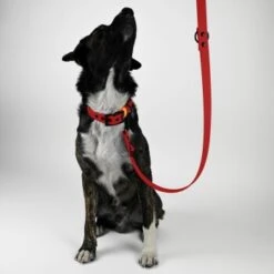 THE DOG IDEA Biothane Hundeleine Rot -Haustier Angebote Store a4ed9dbc7c9d306c0d63a9ffa74e560c75d48ea2 1487830 de DE 896df9c50beb93fde333eb9b7f5f24e0014b865156ThUF