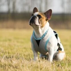 Trovet Suitical Kühlweste Dry Cool M -Haustier Angebote Store b32e0654ab987d26790de796cf13d2e54cbed73f 1321386 de DE Trovet suitical 6 Kopie