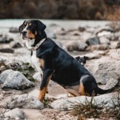 THE DOG IDEA Boho-Chic Halsband Nude S -Haustier Angebote Store bd143607b5a37bfe3935f3c11e119e99ebcdd00a 1662749 de DE b0e815e9f94d2e5fac2e82e30eba142c4805189alV1Qmy