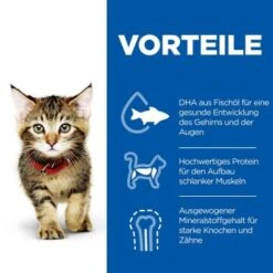 Hill's Science Plan Kitten Thunfisch 7 Kg 10 Hill's Science Plan Kitten Thunfisch 7 Kg -Haustier Angebote Store c6fb28c1a799efc2b3725ee5b7be61613fad29ae 52742024431 4