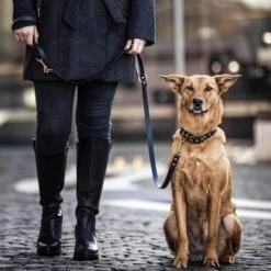 THE DOG IDEA Biothane Hundeleine Gold Braun -Haustier Angebote Store d41f75b113897be20666c81d4e49394efea38f88 1655409 de DE 01b2176a917ca11ea55be7a01d9a2ab678a246c6T94bD6