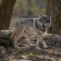 REAL NATURE WILDERNESS Maxi Junior Pure Duck 4 Kg -Haustier Angebote Store d8df16d01d44eca47dceb4029baf88ff4ded8402 1248542 de DE Real Nature Wilderness Dog bild 1