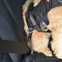 Dogs Creek Auto-Sicherheitsgeschirr Renegade S 10 Dogs Creek Auto-Sicherheitsgeschirr Renegade S -Haustier Angebote Store eb9d0cb2c7ae4a01b8ecbe8d4bb1caf5a3470ad1 3df2cd45ebd6f600e5a65656d3584edd73a0f3b7