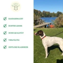 Kipita Polo Hundeleine Lively -Haustier Angebote Store ec2a1ce9d03ac52b6ee730c49c20a83c372f273d 1410956 de DE a80600e4efde3a225fa3cf1a3c1d2fd853aec6908O2oVf